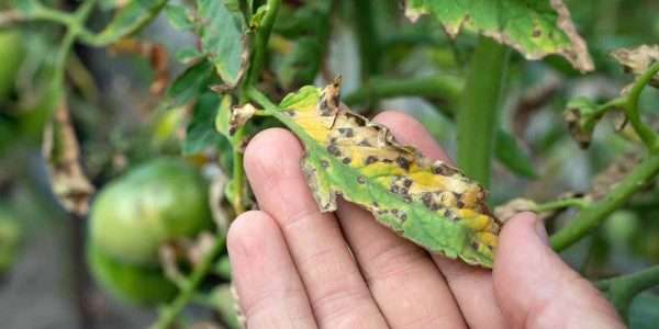 Moisture-Induced Diseases Infect Tomatoes, Blue Spruce 13 moisture induced plant disease on tomatoes and blue spruce Leaf Spot