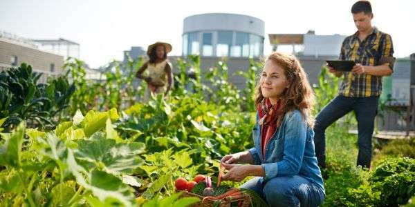 How Much of an Impact Does Urban Farming Make? 1 How Much of an Impact Does Urban Farming Make?