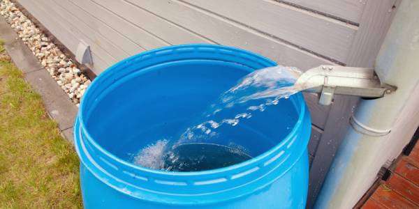 Best Animals to Have on Your Hobby Farm 3 A blue plastic barrel sits at the bottom of a sliver downspout and collects the flowing rainwater.