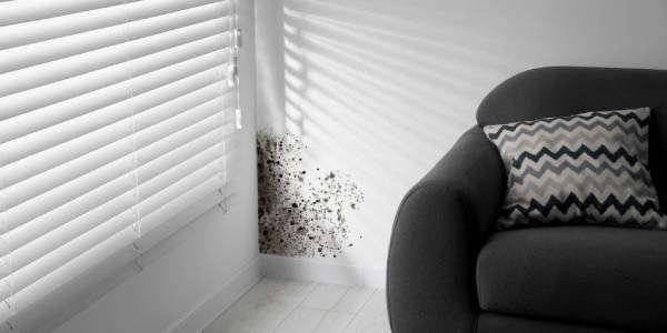 How to Prevent Frozen Pipes 122 A white wall has dark mold growing on it. A dark grey couch appears against the wall, and a grey rug is under the couch.