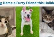 bring home a furry friend this holiday season humane indiana northwest indiana