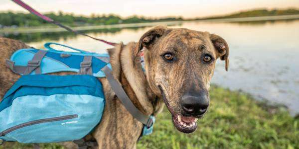 A medium-sized dog stands near a lake with a blue backpack on and a leash. The dog has his mouth open.