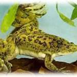 Reptile and Exotic Animal Show - Crown Point
