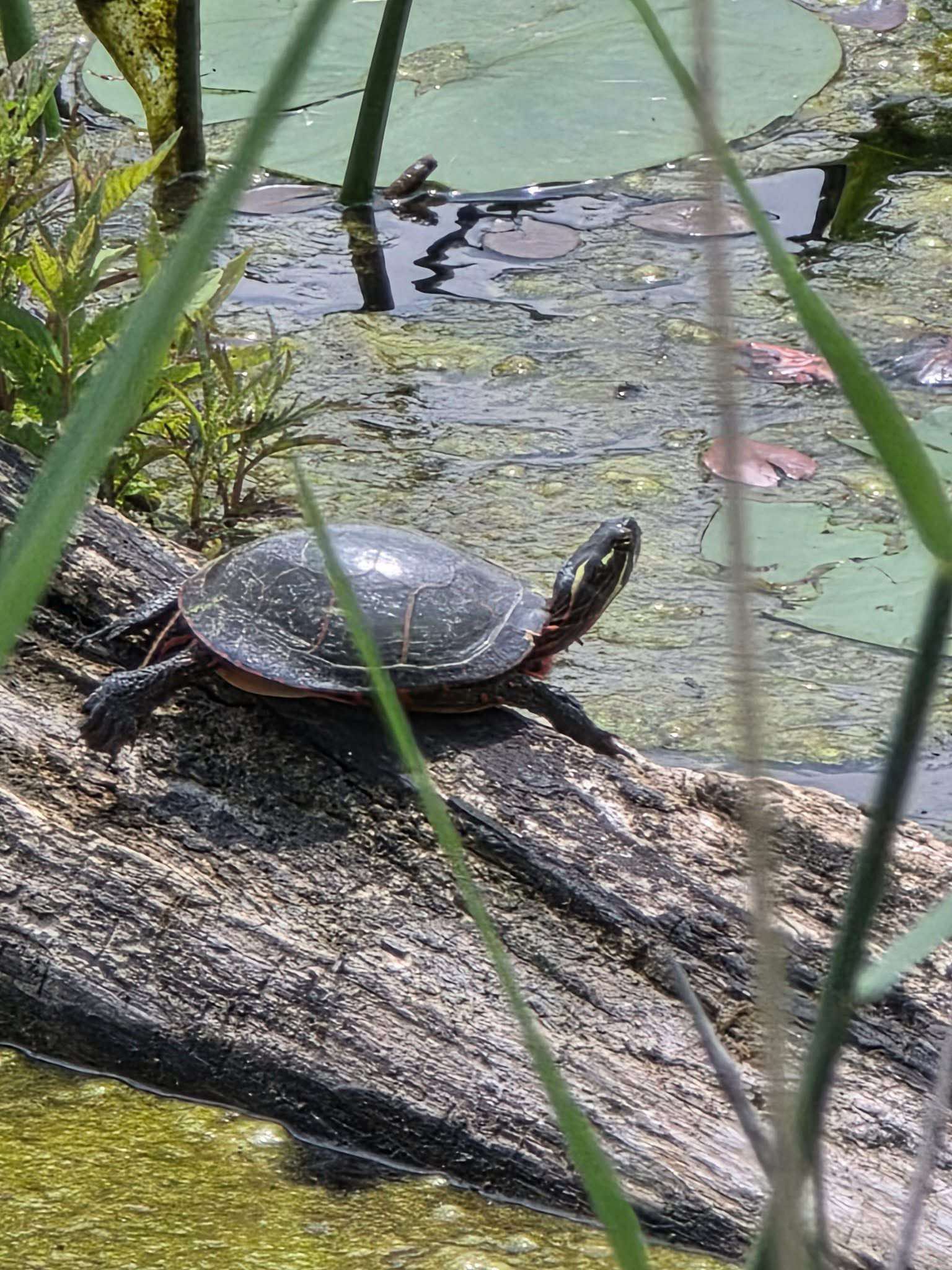 Hobart In Lake County Indiana is Known for it's Biodiversity and Wetland Ecosystems 112 another blanding turtle photo taken at the hobart data center location