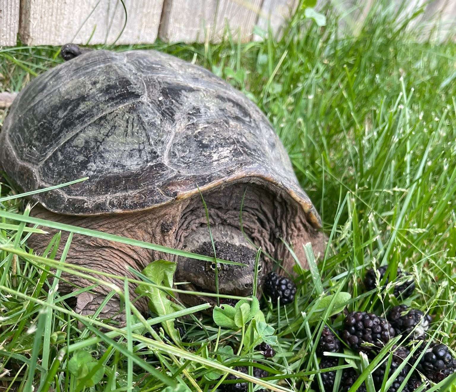 blanding turtle photo take by a Hobart indiana resident that lives by the hobart data center location e1773682127256