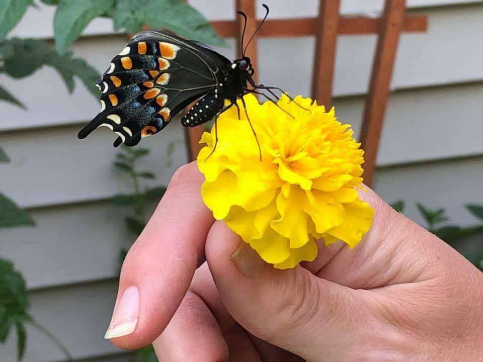 Hobart In Lake County Indiana is Known for it's Biodiversity and Wetland Ecosystems 109 swallow tail butterfly photo taken in Hobart indiana at the data center location