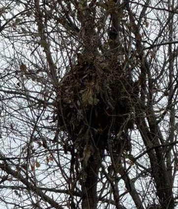 Research Indicates the Bird Population Could Die On Lake George (Hobart) with Data Center Operations 153 bald eagle next taken by jennifer williams who lives next to the hobart data center in hobart indiana e1764699276265