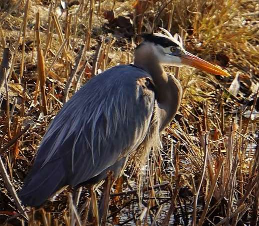Research Indicates the Bird Population Could Die On Lake George (Hobart) with Data Center Operations 149 great grey heron on lake geroge in hobart indiana