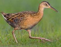 king rail e1773758818535