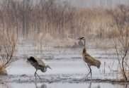 sandhill cranes returning to deep river wetland in hobart indiana